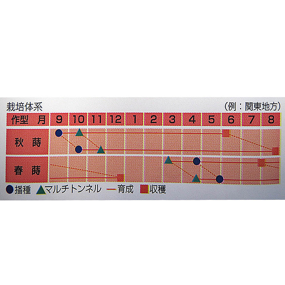 柳川理想牛蒡