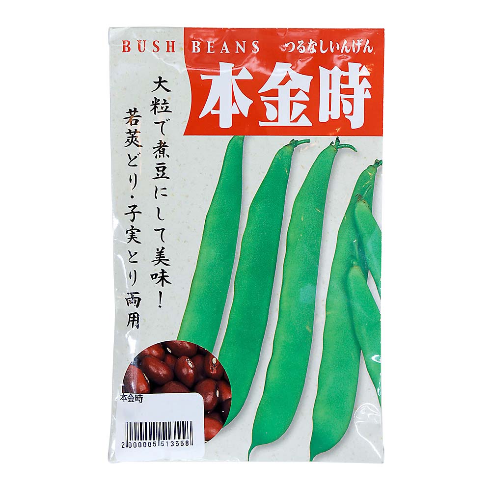 本金時　春まき