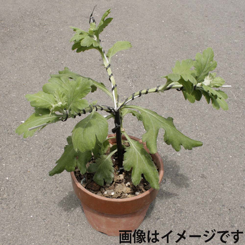 3本立誘引具　3本