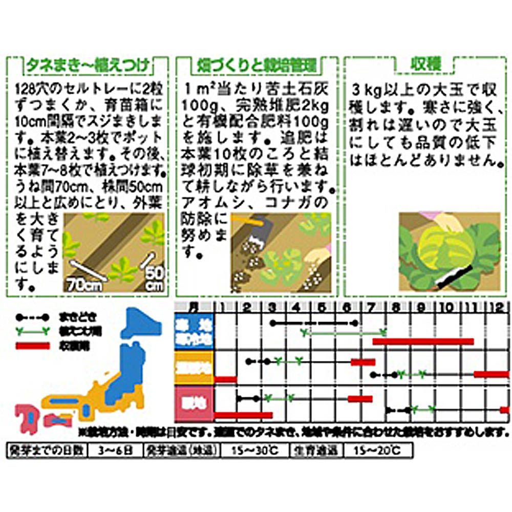 キャベツ_大玉キャベツ_冬藍　春秋兼用