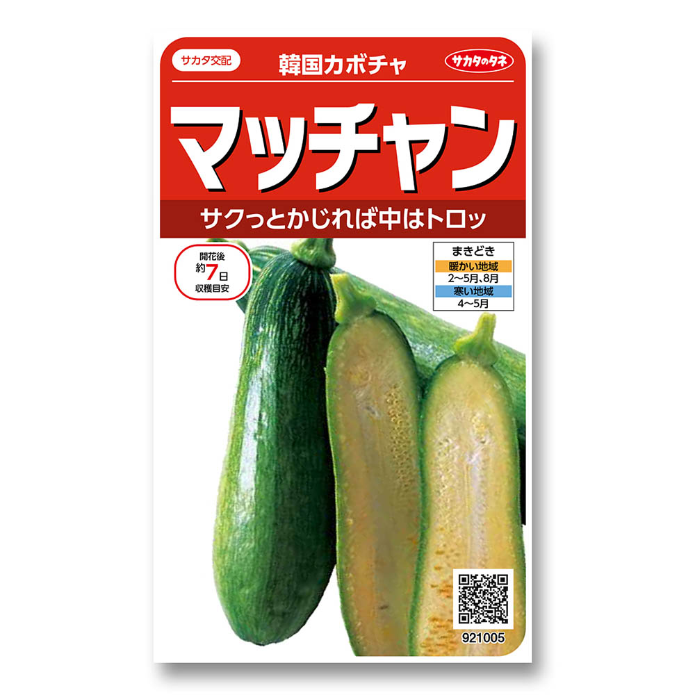 カボチャ_韓国カボチャ_マッチャン　春まき