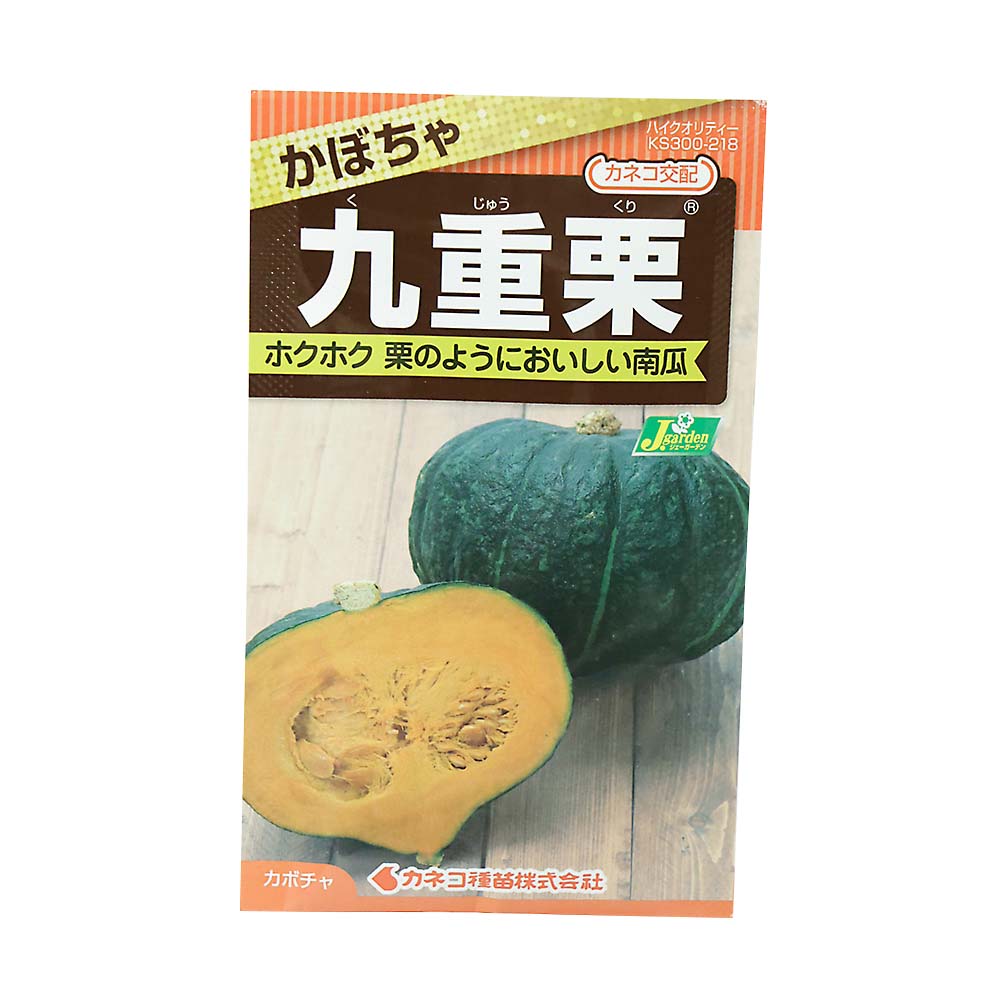 カボチャ 九重栗　春まき