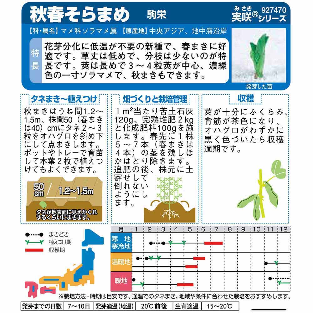 ソラマメ_駒栄　春秋兼用
