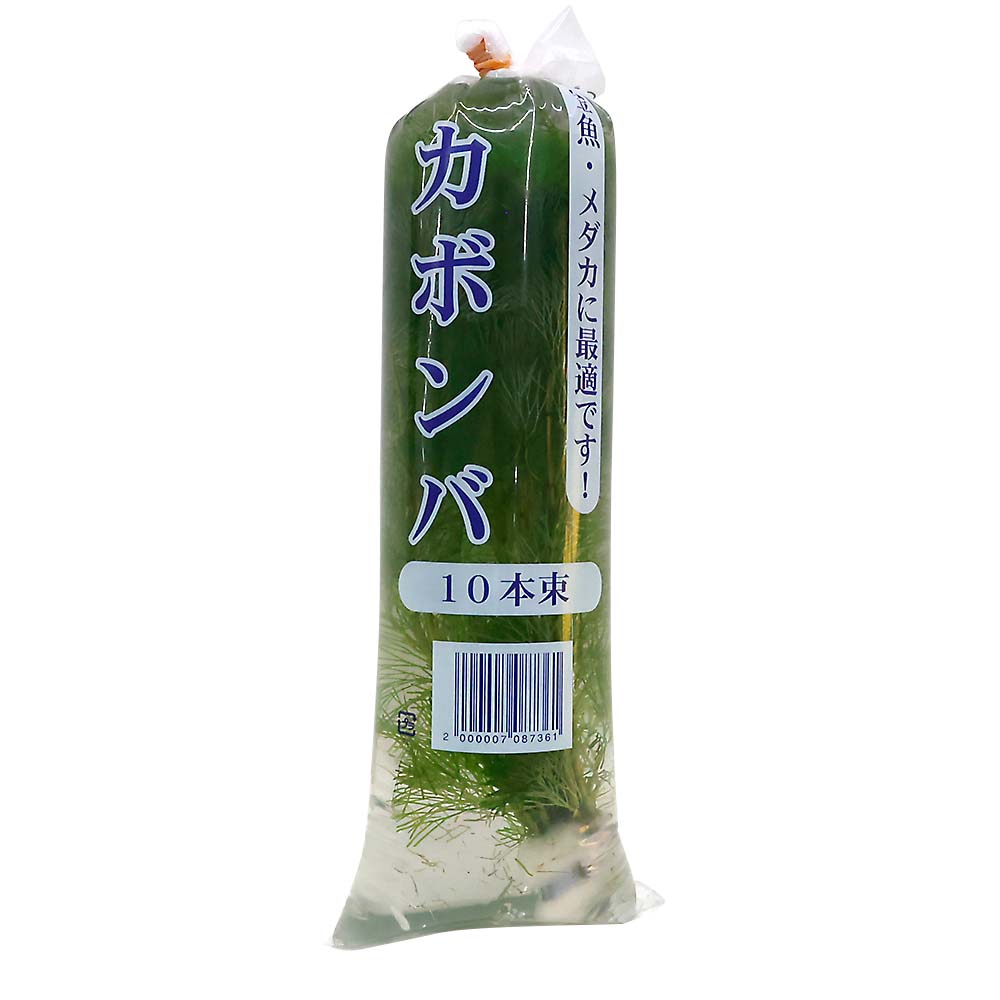 アナカリス10本 | ジョイフル本田 取り寄せ＆店舗受取