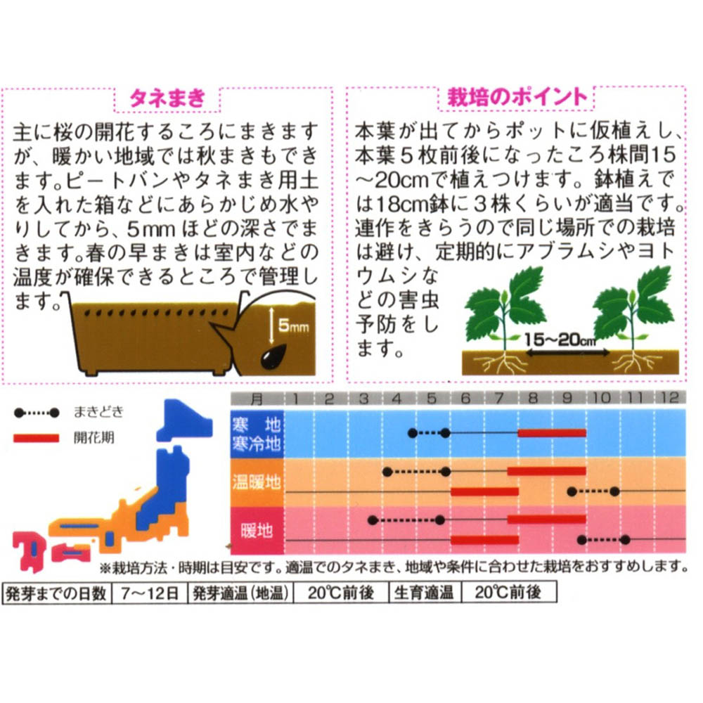 アスター_あずみ混合　春秋兼用