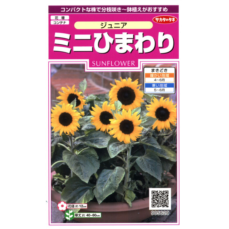 ひまわり_ミニひまわり_ジュニア　春秋兼用