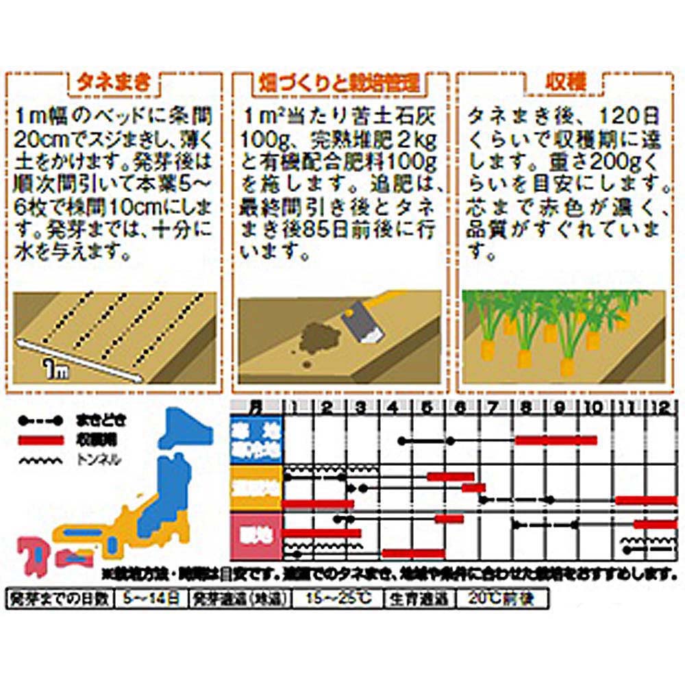 ニンジン_(錦洋五寸2号)錦洋五寸2号　春秋兼用
