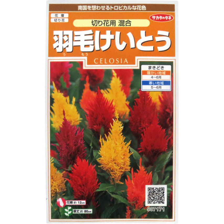ケイトウ_羽毛けいとう_切り花用混合　春秋兼用