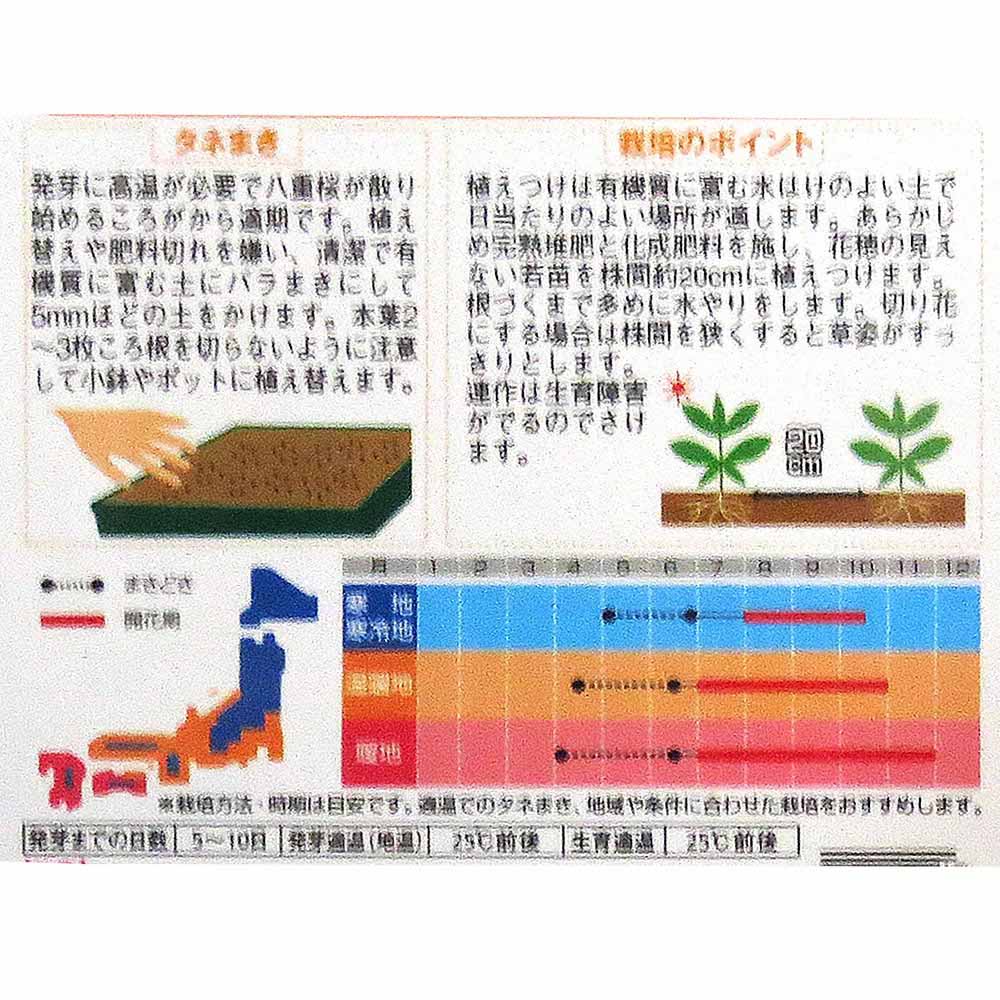 ケイトウ_羽毛けいとう_切り花用混合　春秋兼用