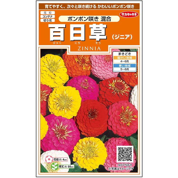 百日草＿ポンポン咲き混合　春まき