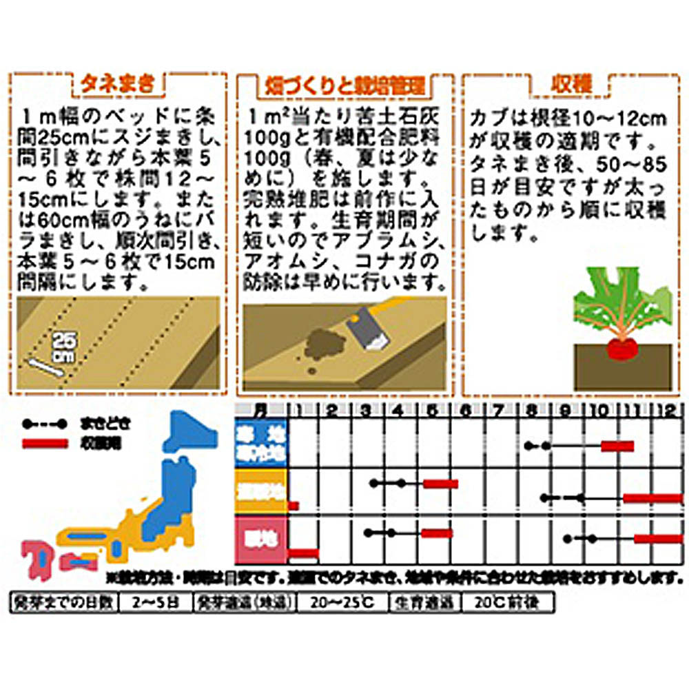 カブ_V150(本紅丸)かぶ　春秋兼用