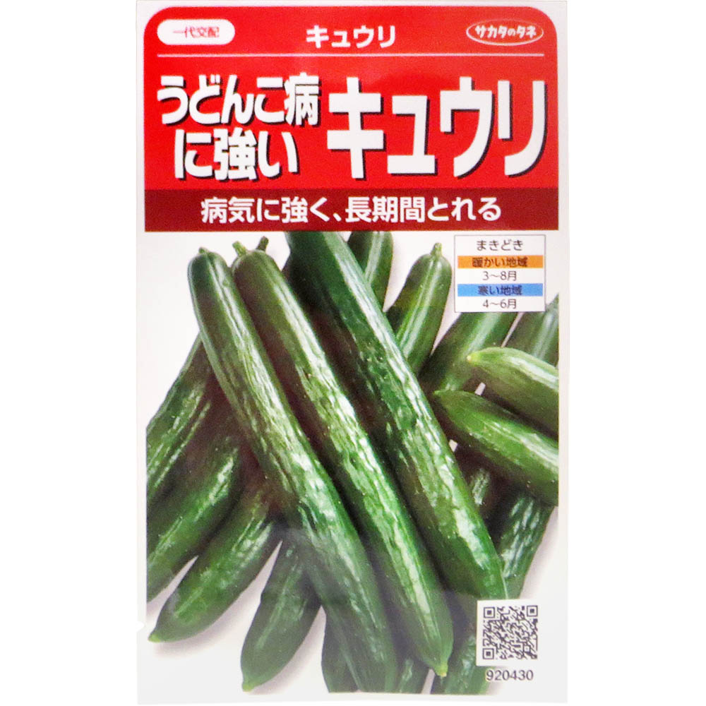 キュウリ_うどんこ病に強いキュウリ　春まき