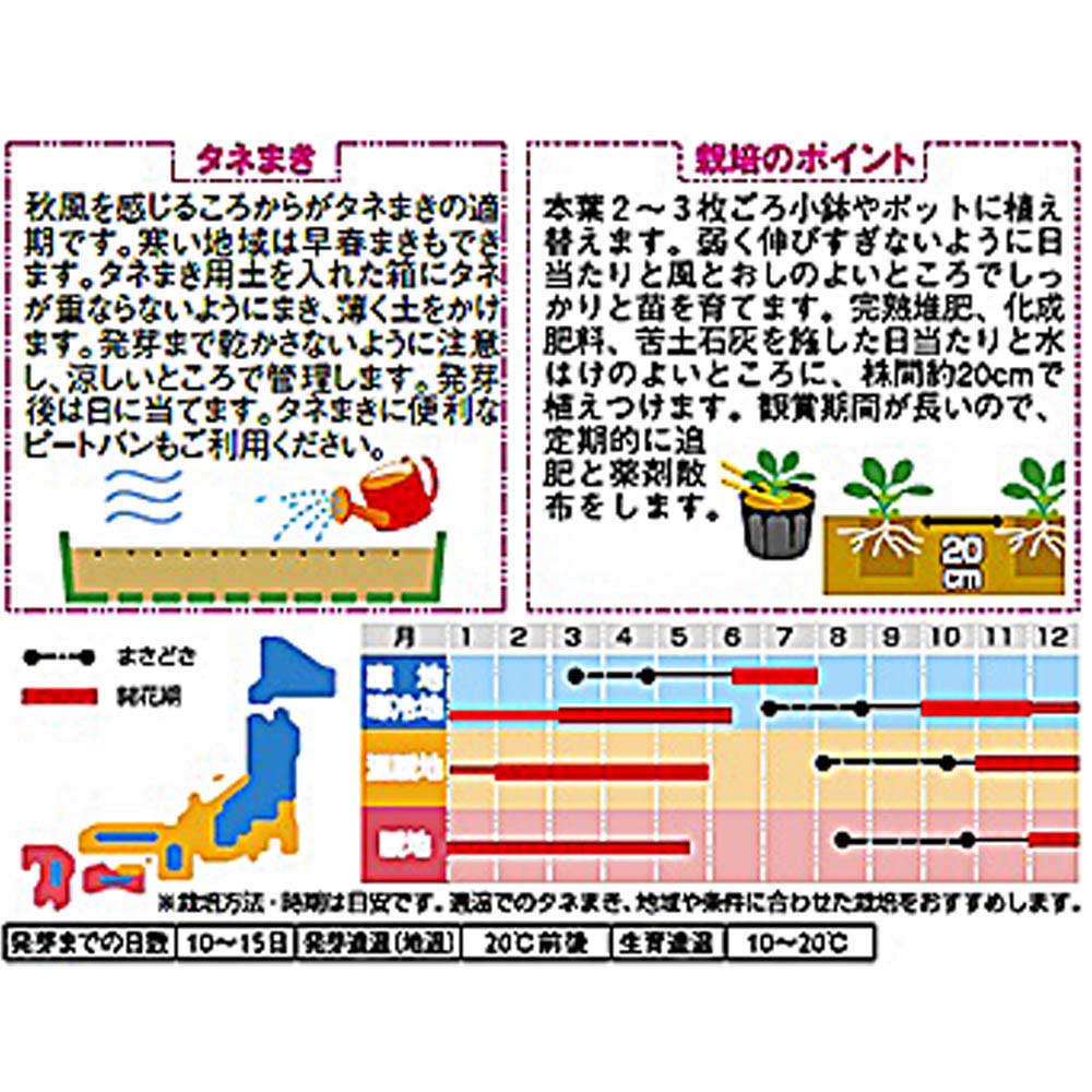 パンジー_パシオ クリアイエロー　春秋兼用