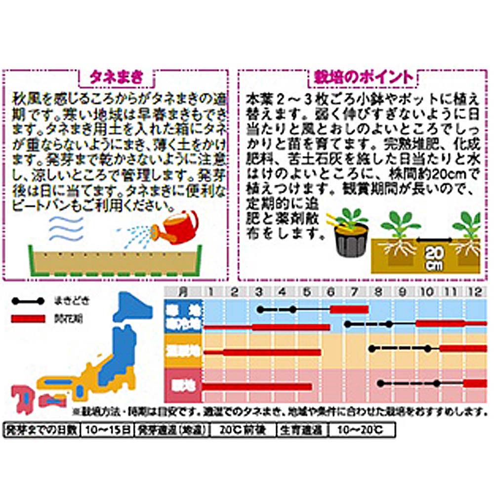 パンジー_パシオ レッドブロッチ　春秋兼用