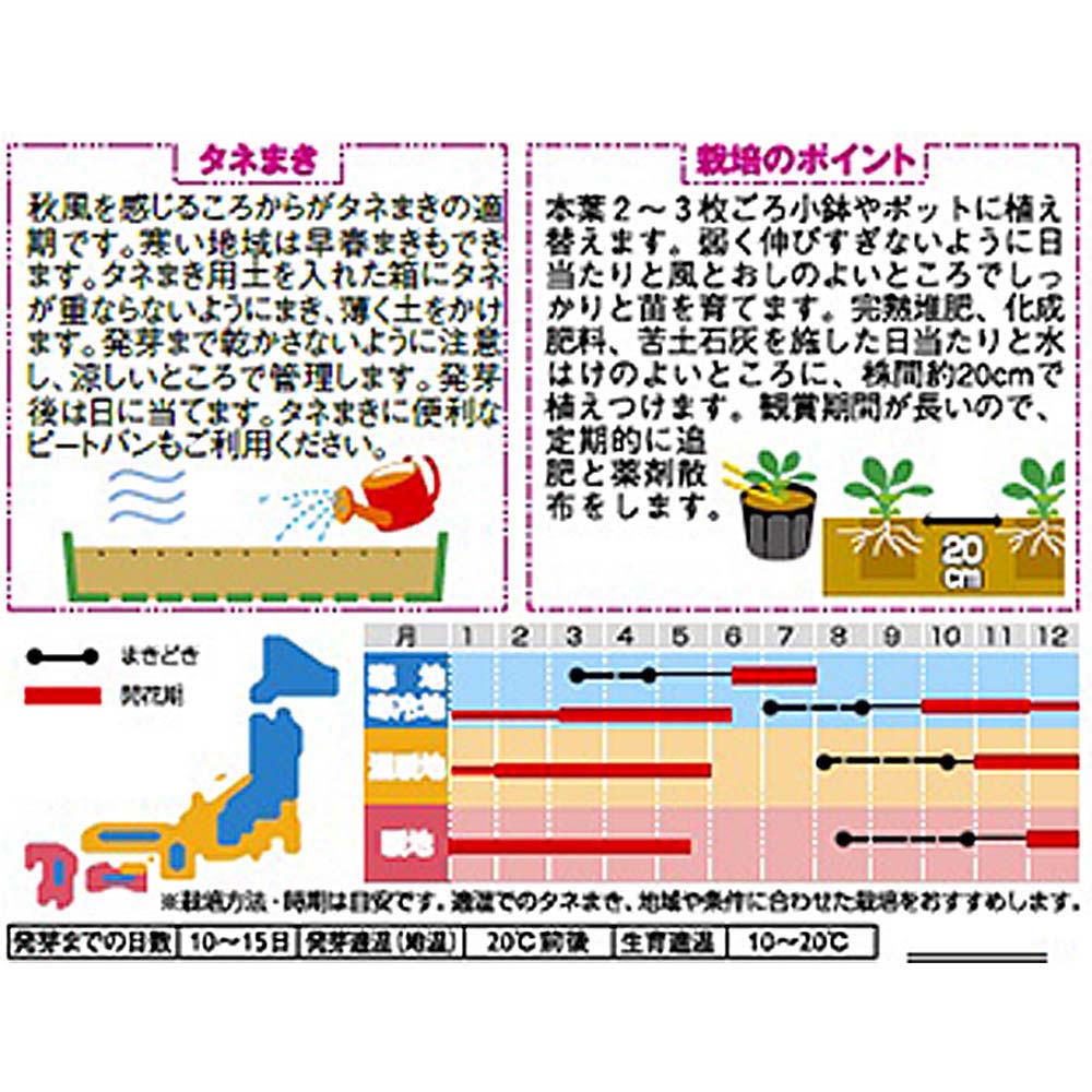 パンジー_パシオ ローズブロッチ　春秋兼用