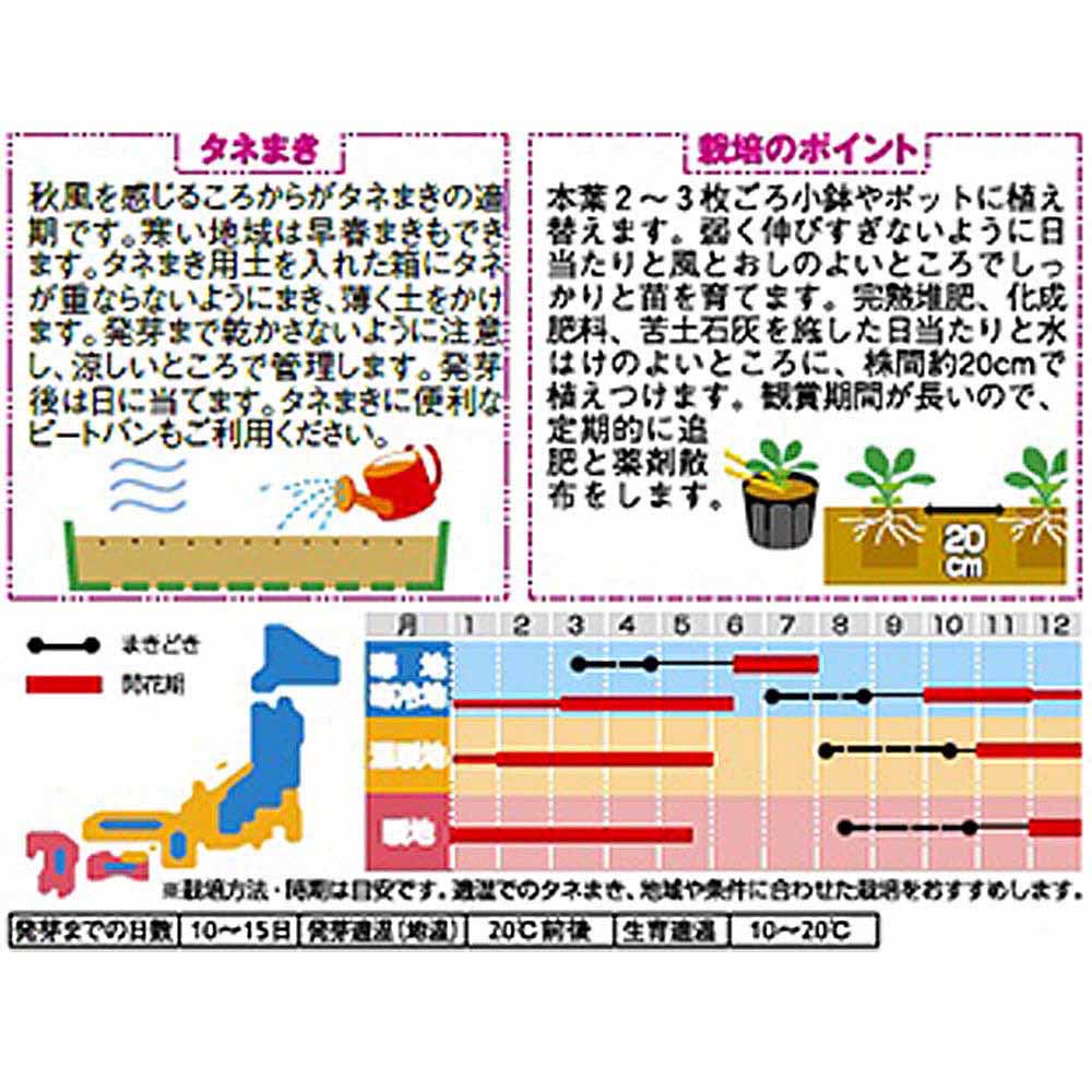 パンジー_パシオ ホワイトブロッチ　春秋兼用