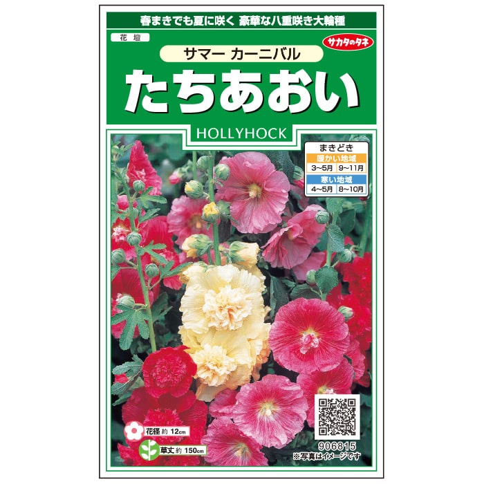 ホリホック＿サマーカーニバル　春秋兼用