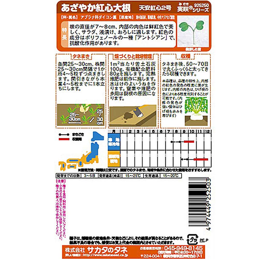 ダイコン_紅芯大根