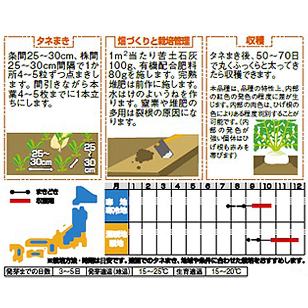 ダイコン_紅芯大根